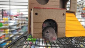 A rat inside a cage and house