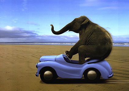 An elephant riding a blue car